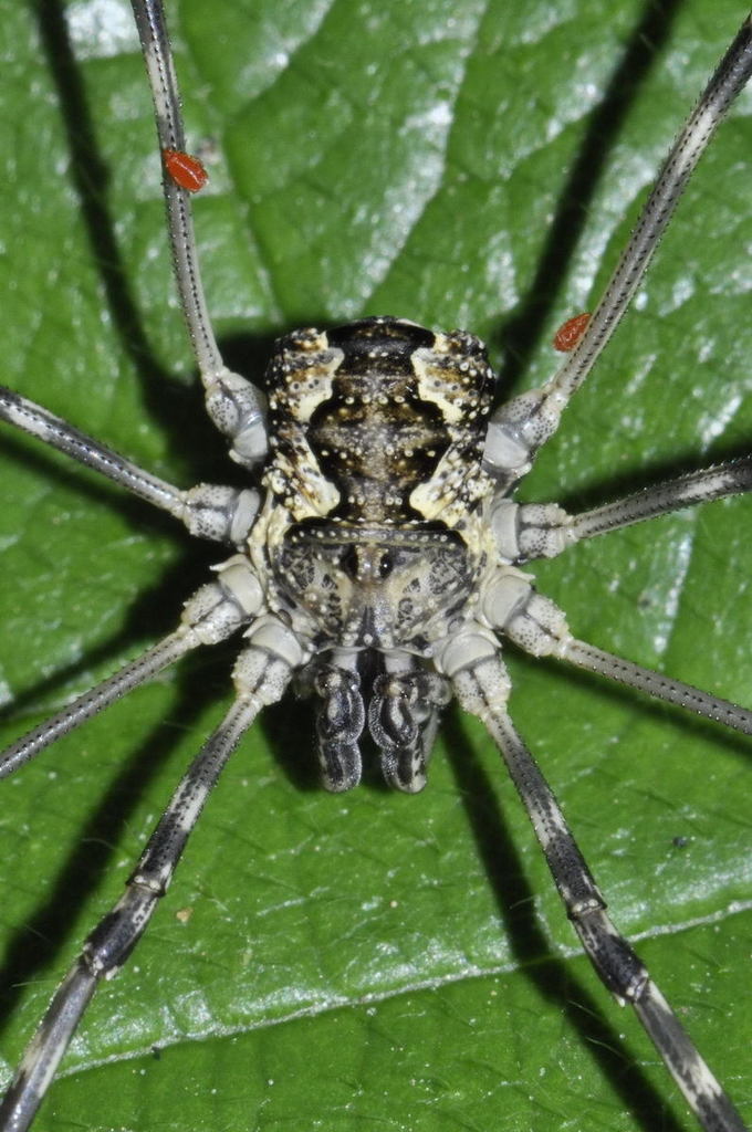 Oligolophinae
