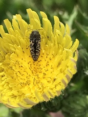 Acmaeodera neglecta neoneglecta