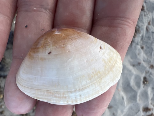 Iphigenia brasiliensis observed 2026-04-26