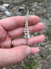 Polygala alba