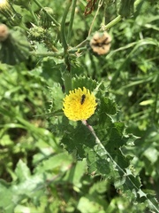 Acmaeodera neglecta neoneglecta