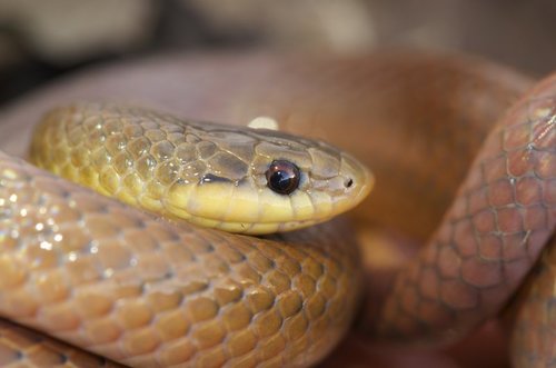 Degenhardt's Scorpion-eating Snake (Reptiles of Costa Rica's Southern ...