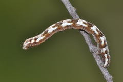 Eupithecia laquaearia