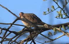 Streptopelia senegalensis