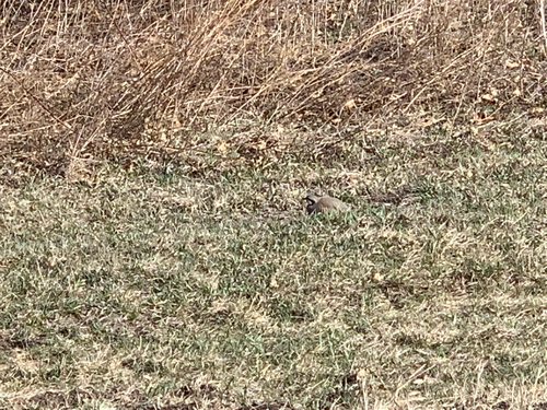 iNaturalist observation photo of Chukar