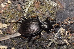 Cychrus attenuatus