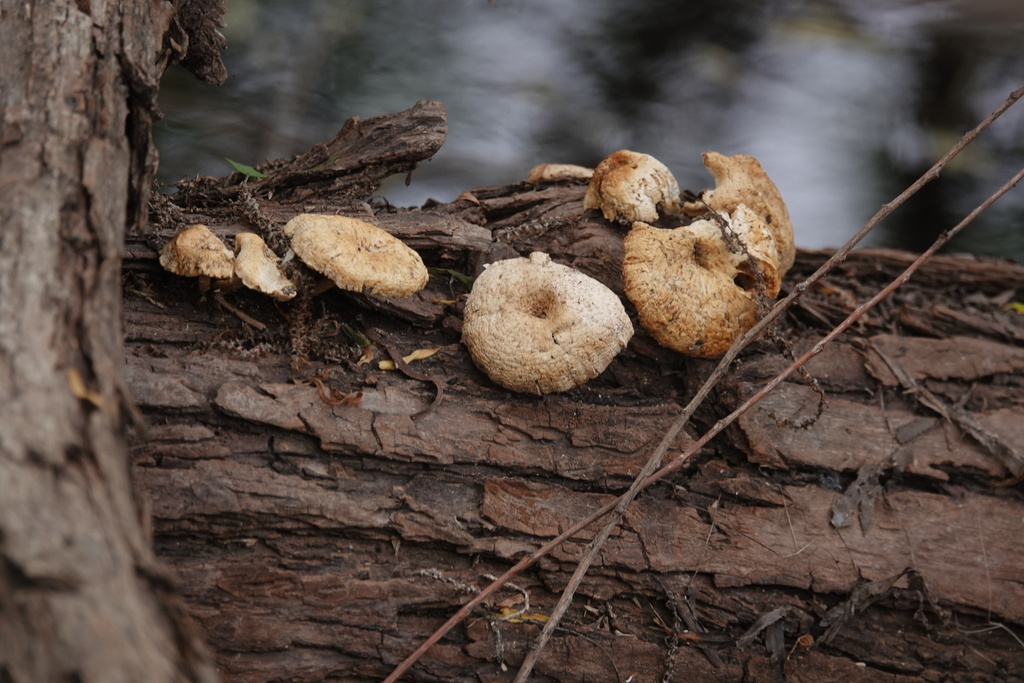 Lentinus tigrinus · April 2026 · photo: © jthomlinson (iNaturalist, cc-by)