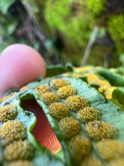 Polypodium calirhiza, photograph author not stated, no rights reserved