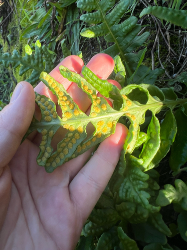 Polypodium calirhiza, photograph 2