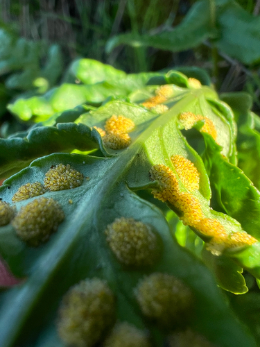 Polypodium calirhiza, photograph 4
