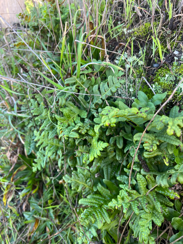 Polypodium calirhiza, photograph 5