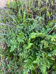 Polypodium calirhiza, photograph author not stated, no rights reserved