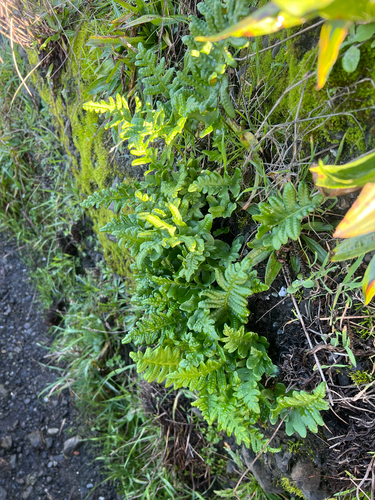 Polypodium calirhiza, photograph 1