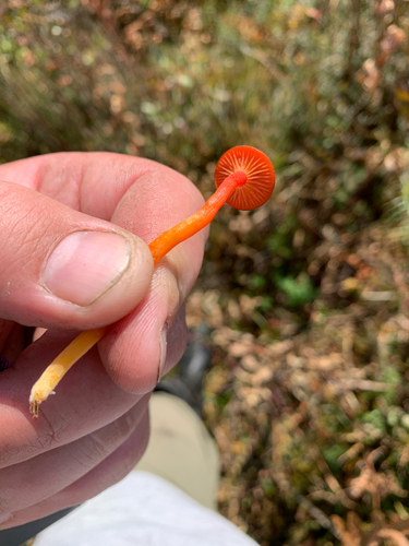 iNaturalist observation photo of Waxcaps