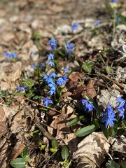 Scilla siberica