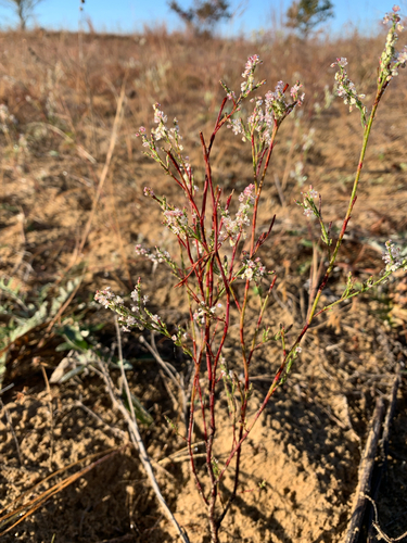 iNaturalist observation photo of Coastal jointweed