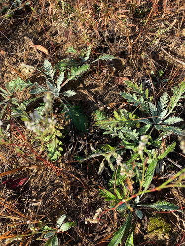 iNaturalist observation photo of Carolina Woollywhite