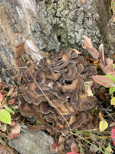 iNaturalist observation photo of hen of the woods