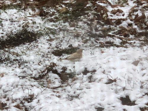 iNaturalist observation photo of Perching Birds