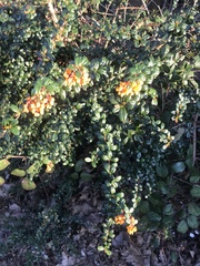 Berberis darwinii