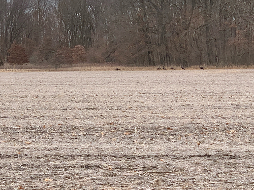 iNaturalist observation photo of Wild Turkey