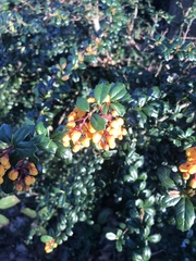 Berberis darwinii