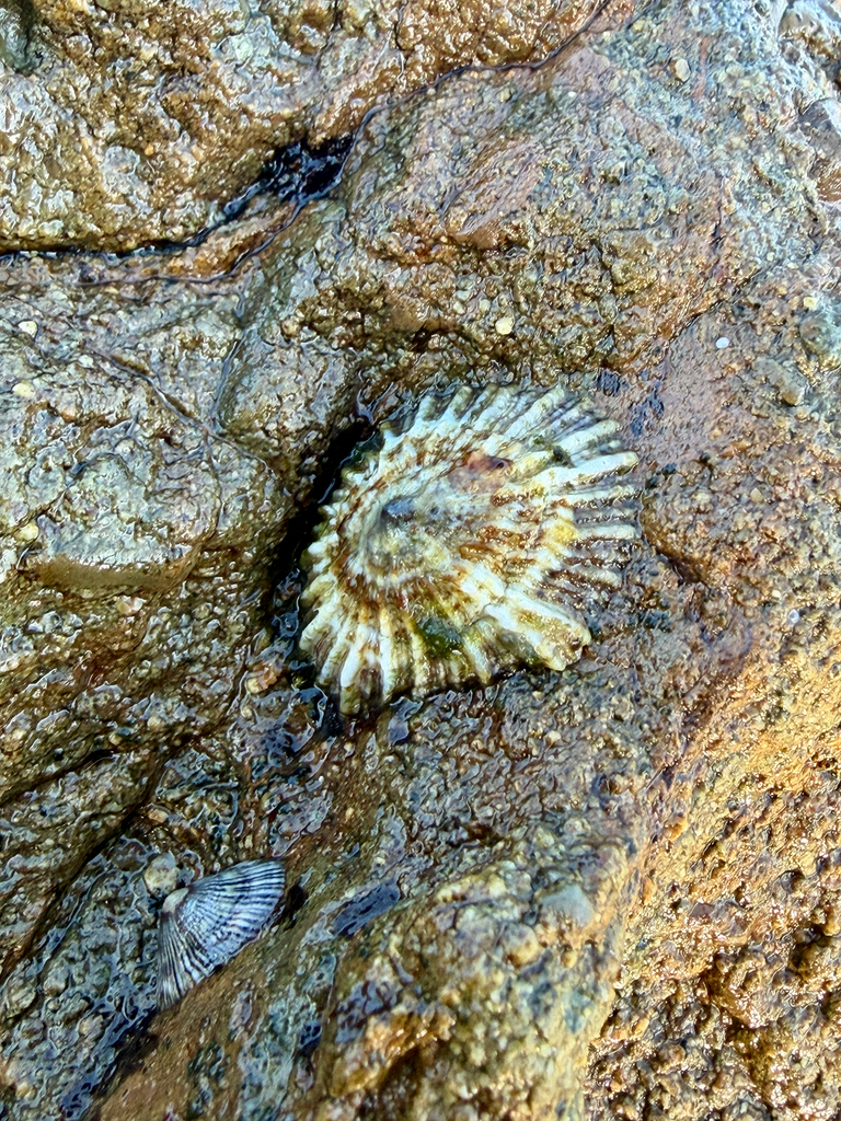 Denticulated Siphon Shell from Arrawarra Headland, NSW, AU on April 27 ...