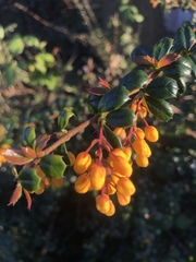 Berberis darwinii