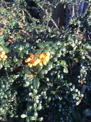 Berberis darwinii