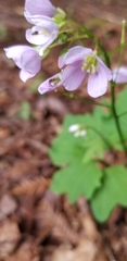 Cardamine nuttallii