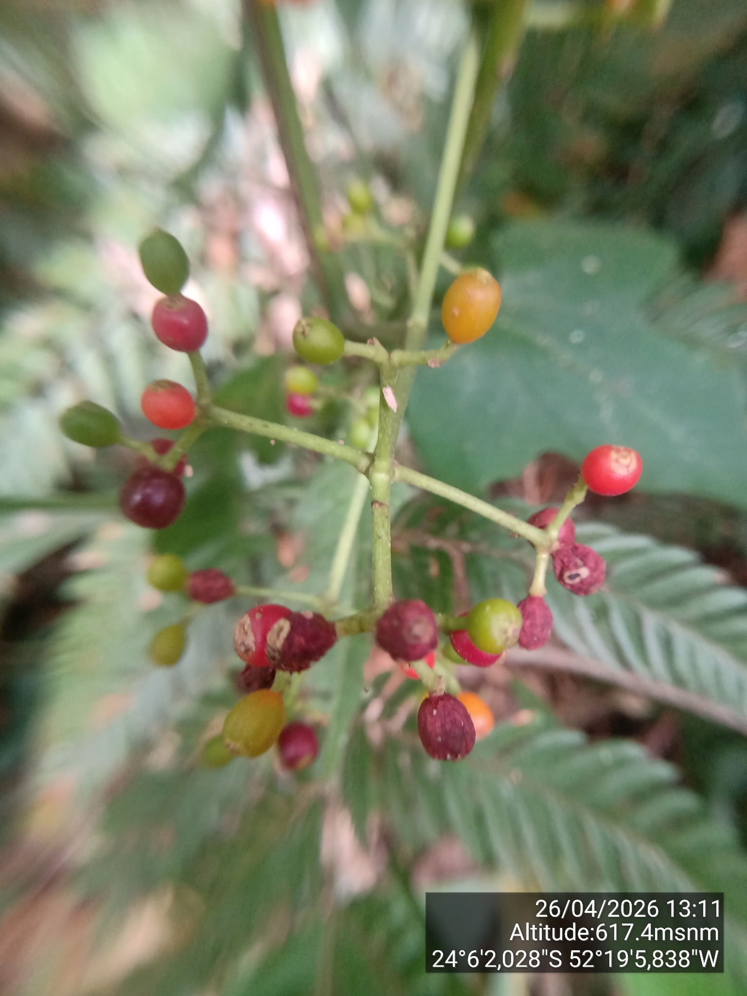 Imagem de Fruta de-sanhaço