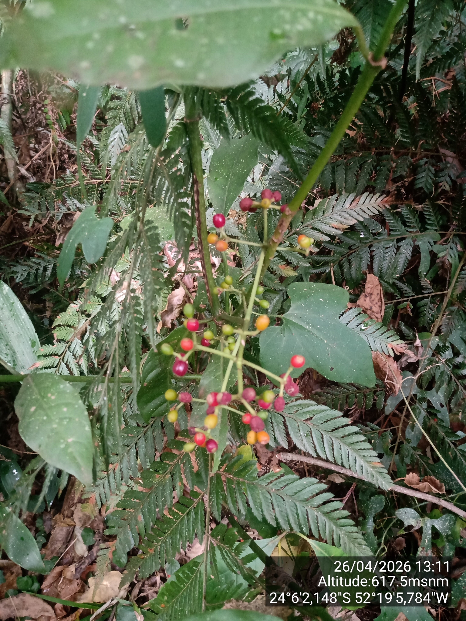 Imagem de Fruta de-sanhaço