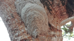 Parachartergus colobopterus