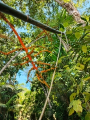 Chamaedorea tepejilote, photograph (c) josebarrientos, some rights reserved (CC BY)