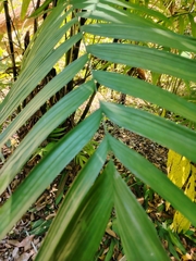 Chamaedorea tepejilote, photograph (c) josebarrientos, some rights reserved (CC BY)