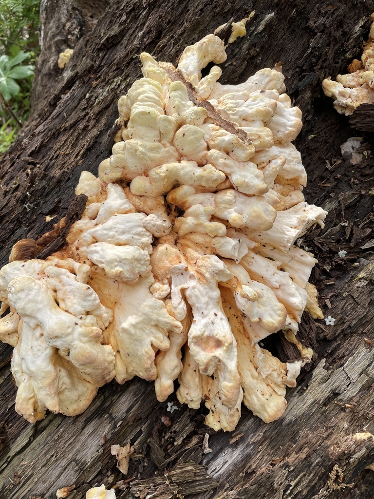 Laetiporus sulphureus · April 2026 · photo: © irabike (iNaturalist, cc0)