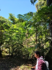 Chamaedorea tepejilote, photograph (c) josebarrientos, some rights reserved (CC BY)