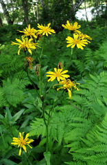 Crepis lyrata