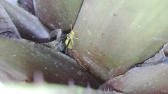 Parachartergus colobopterus