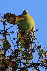 Treron phoenicopterus