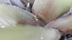 Parachartergus colobopterus