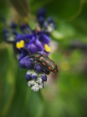 Astylus bourgeoisi