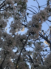 Prunus