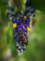 Astylus bourgeoisi