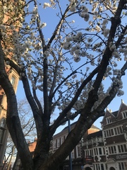 Prunus