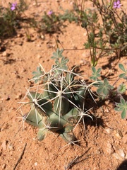 Coryphantha robustispina uncinata
