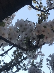 Prunus