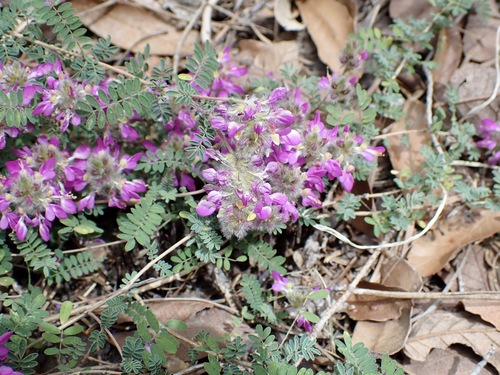 Dalea versicolor, photograph 6