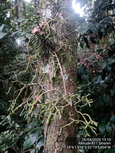 Rhipsalis cereuscula, photograph 2