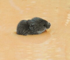 Ruschi's Rat photo 3